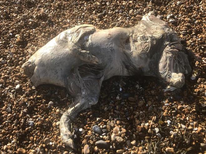 英国海滩出现“诡异生物”尸体外形奇特表面泛光无人知是何物(图2)