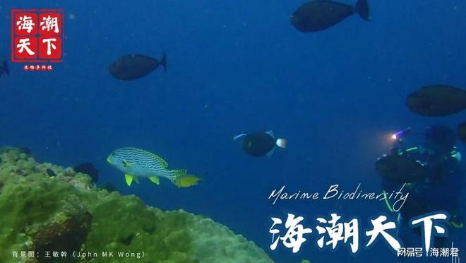 倒计时！2025年度十大海洋新物种等你来提名 海潮天下·观察(图4)