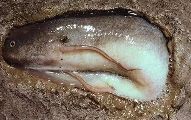 这些海洋生物狠起来连自己都不放过(图6)