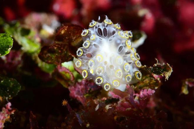 这些海洋生物狠起来连自己都不放过(图2)