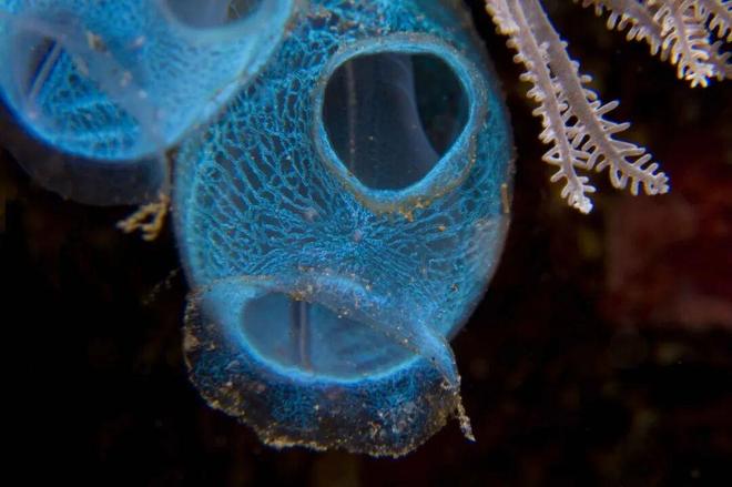 这些海洋生物狠起来连自己都不放过(图3)