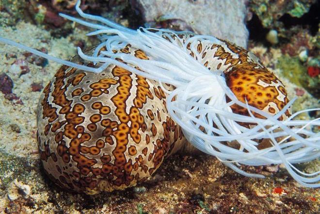 这些海洋生物狠起来连自己都不放过(图10)