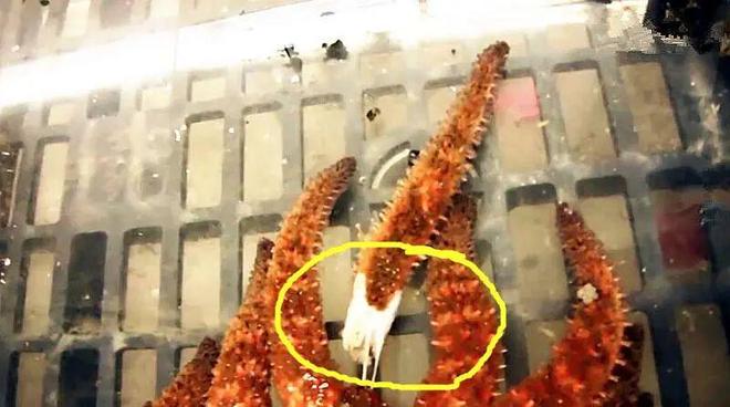 这些海洋生物狠起来连自己都不放过(图8)