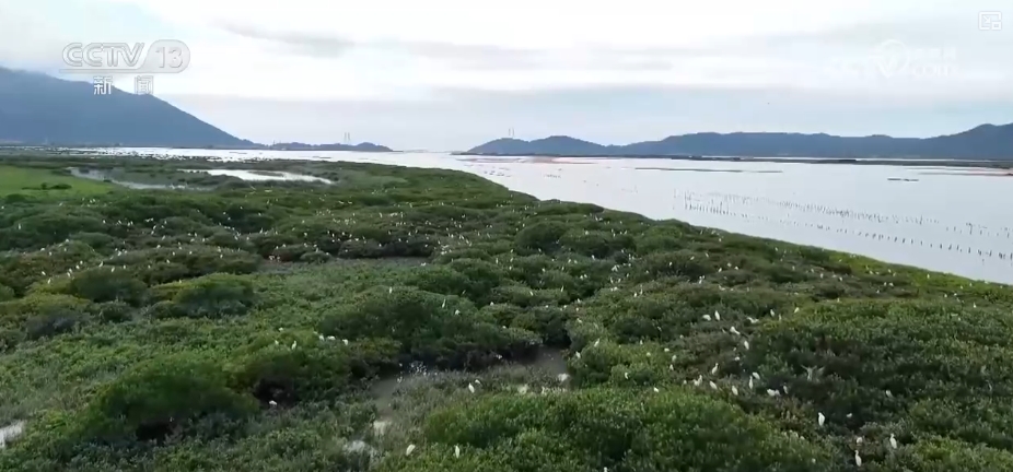 制度完善→设施升级→系统修复结硕果！多维度绘就海洋生态保护美丽画卷(图6)