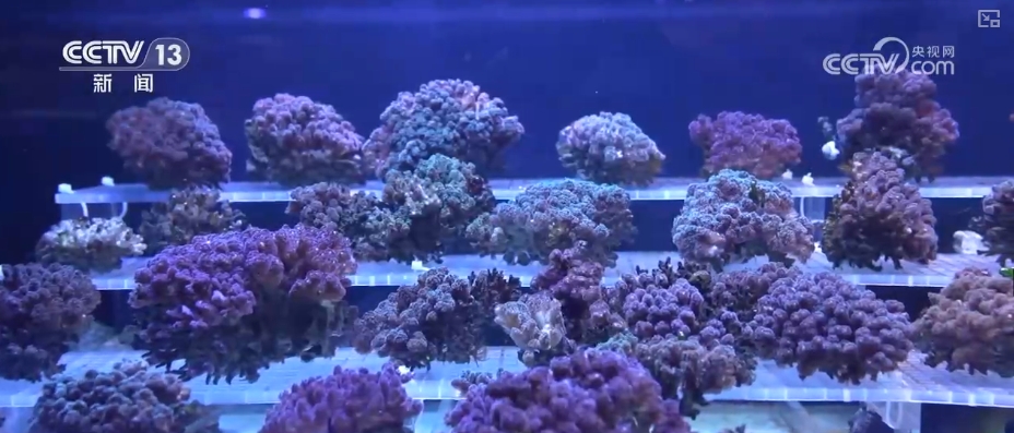 制度完善→设施升级→系统修复结硕果！多维度绘就海洋生态保护美丽画卷(图9)
