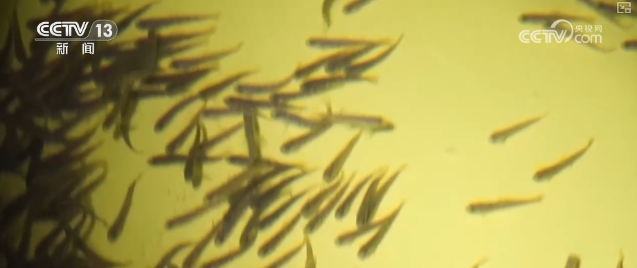 突破！耕海牧渔为“蓝色粮仓”强“芯” 筑牢“海洋经济”根基(图2)