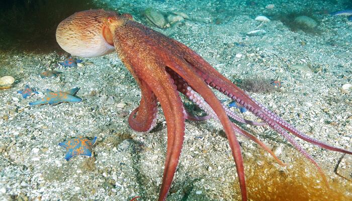 海洋生物有哪些 海洋生物包括什么(图2)