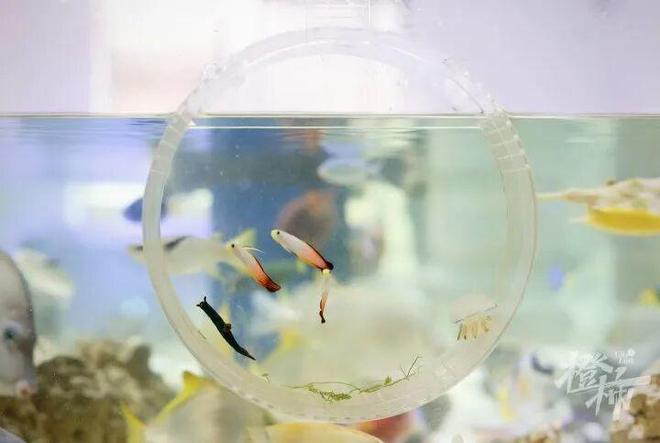 围着一缸鱼“搞事业”00后萧山小伙三年涨粉156万！(图2)