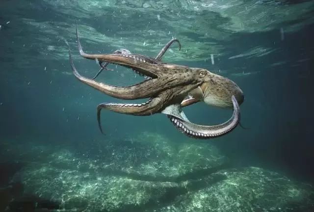 六种神奇的海洋生物你知道几种？(图2)