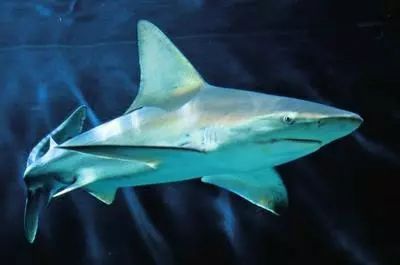 六种神奇的海洋生物你知道几种？(图4)