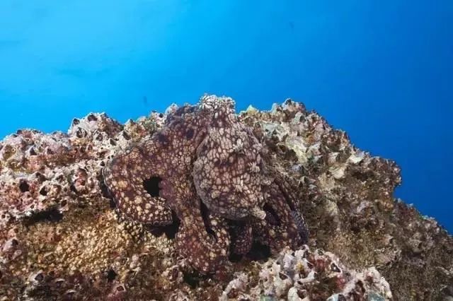 六种神奇的海洋生物你知道几种？(图3)