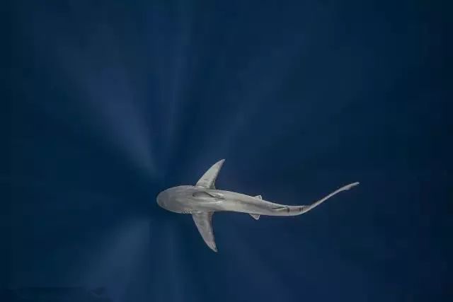 六种神奇的海洋生物你知道几种？(图5)
