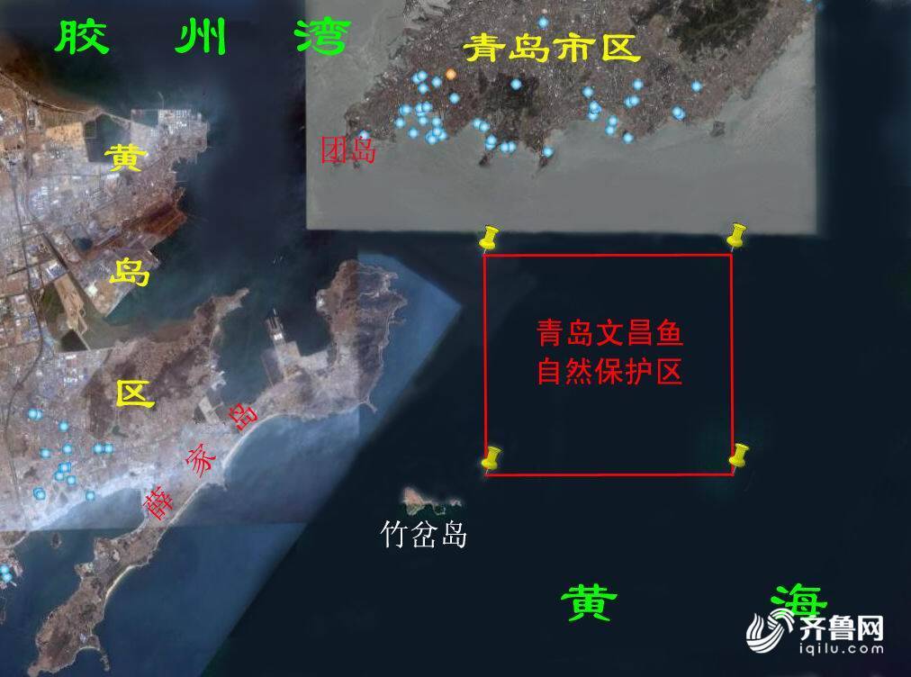 美丽中国行｜大江大海“新”邻居：“活化石”回家了！消失近百年的文昌鱼重返胶州湾(图5)