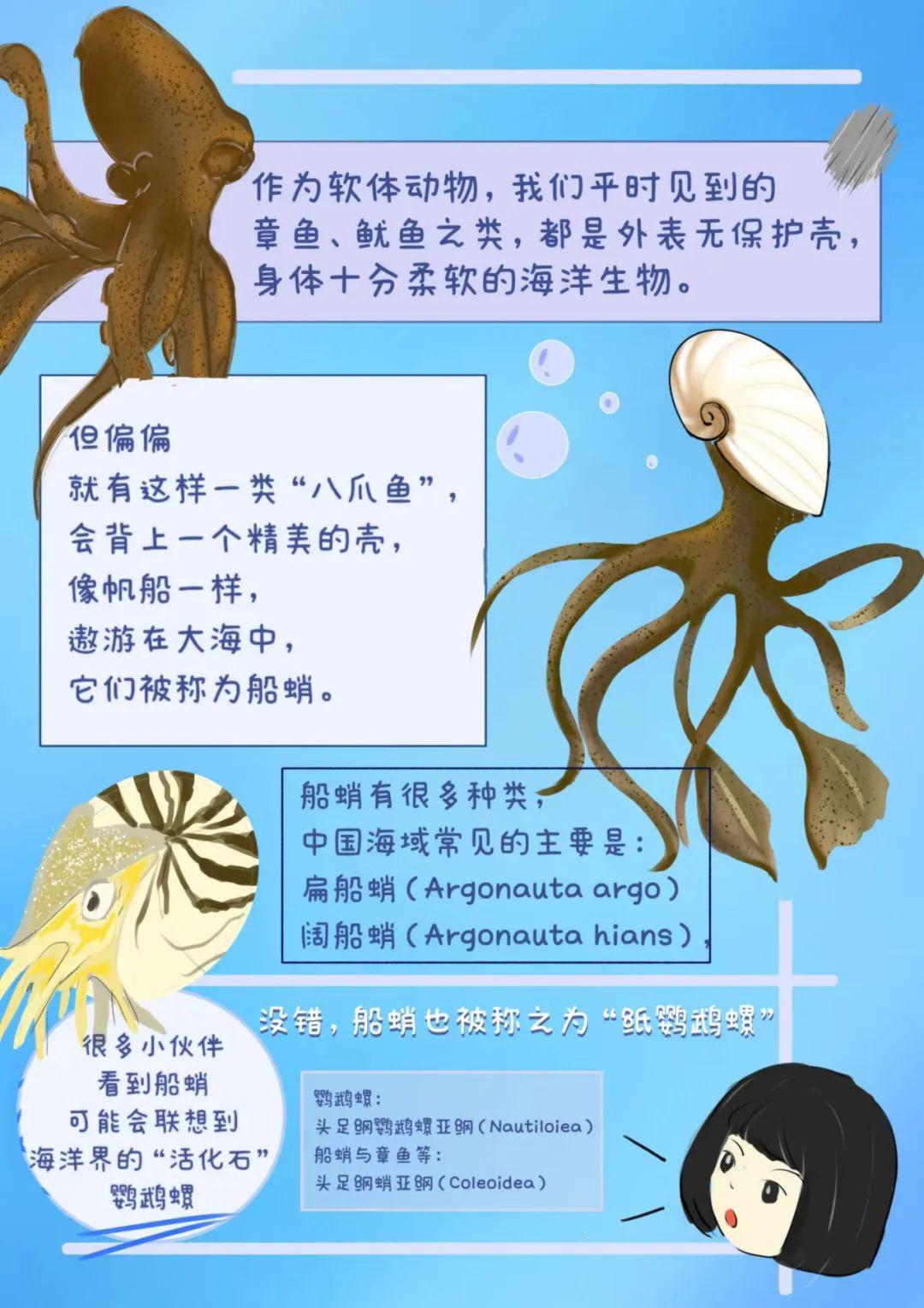清佚名《海错图》：清代海洋生物图谱的瑰宝(图1)
