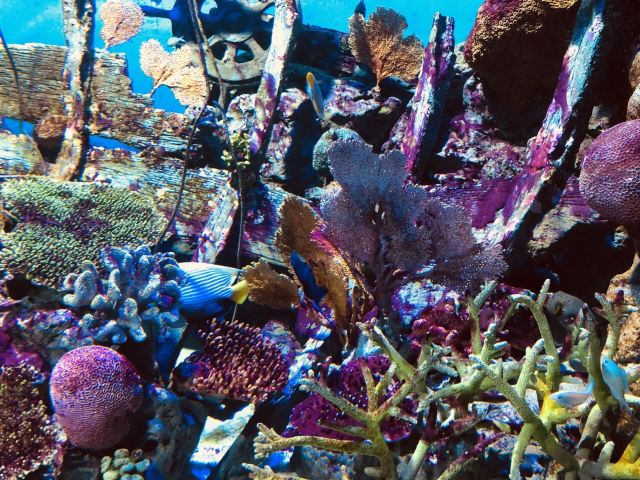 浙江在海洋生态预警监测中发现螺类新物种—“舟山拟脐螺”(图1)