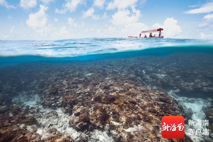 风过西沙在岛在家——世界海洋日侧记(图4)