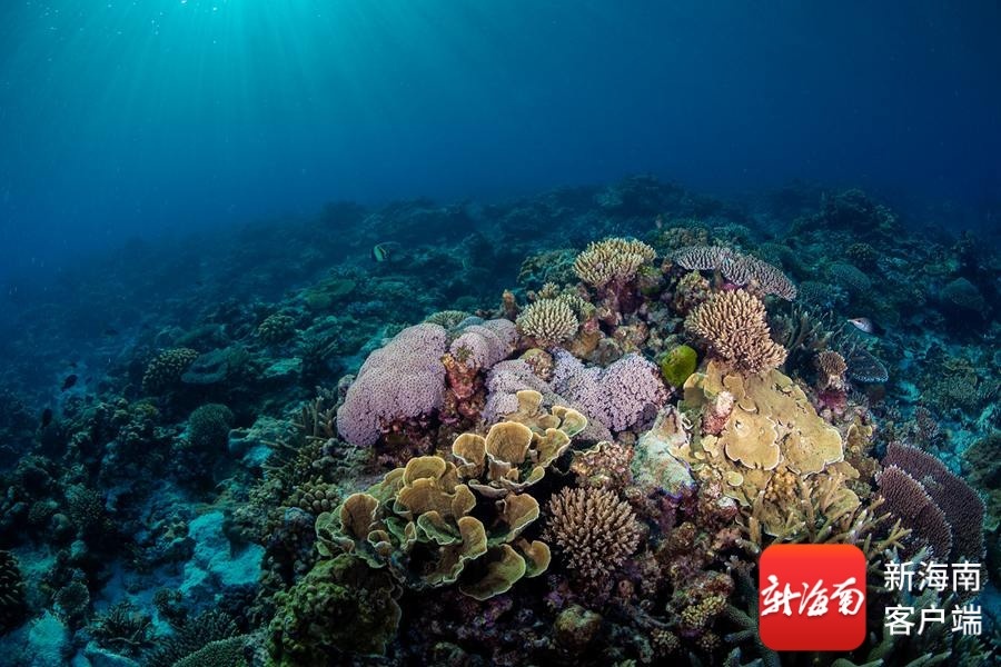 风过西沙在岛在家——世界海洋日侧记(图3)
