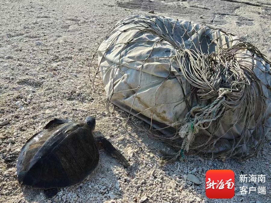 风过西沙在岛在家——世界海洋日侧记(图6)