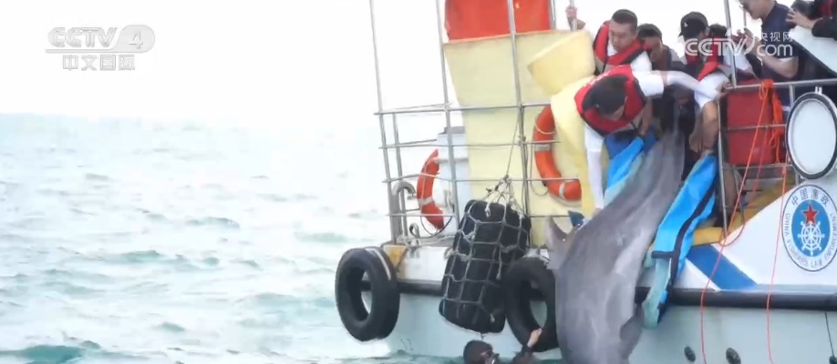 筑梦深蓝守护南海看鲸豚逐浪感受南海生态之变(图2)