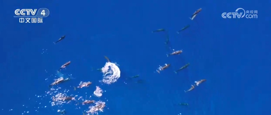 筑梦深蓝守护南海看鲸豚逐浪感受南海生态之变(图3)