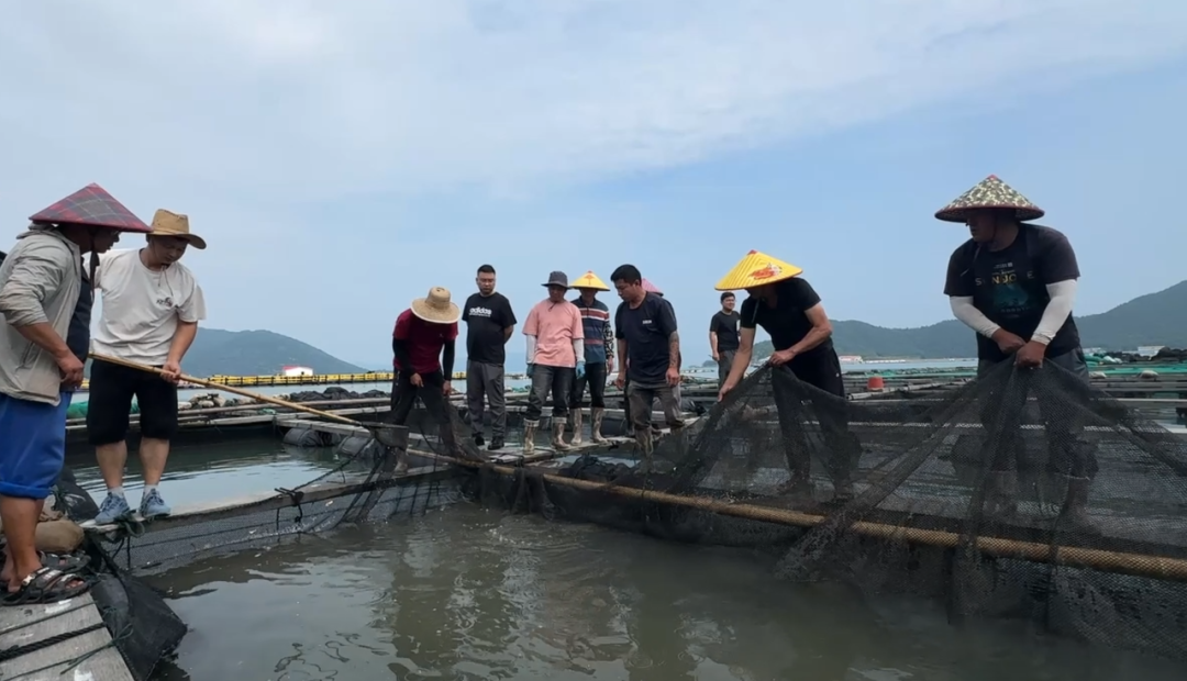 19年守一尾鱼！蓝点马鲛“重回”大海(图6)