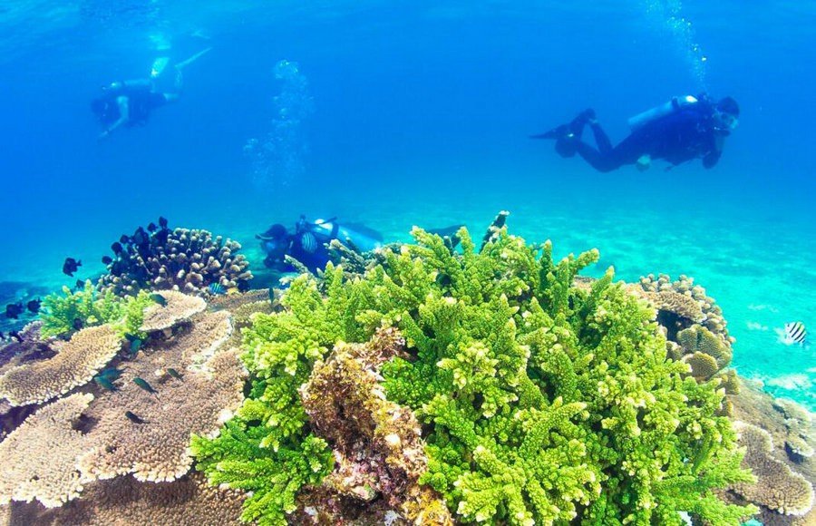 大面积海洋生物上岸怎么回事(图1)