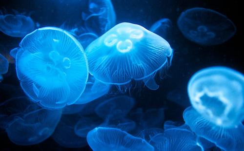毒你没商量——危险的海洋生物(图1)