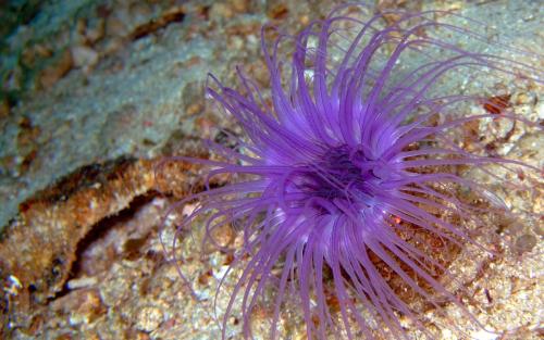 毒你没商量——危险的海洋生物(图2)