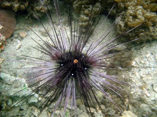 毒你没商量——危险的海洋生物(图4)