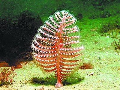 毒你没商量——危险的海洋生物(图3)