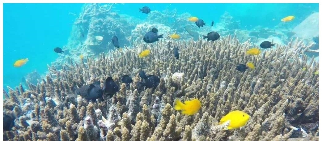 2024-2030年中国海洋生物市场调查与市场前景预测报告(图1)