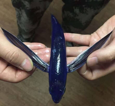 一帮浙大人手搓“水下飞鱼”让中国仿生机器人“游向世界”(图3)